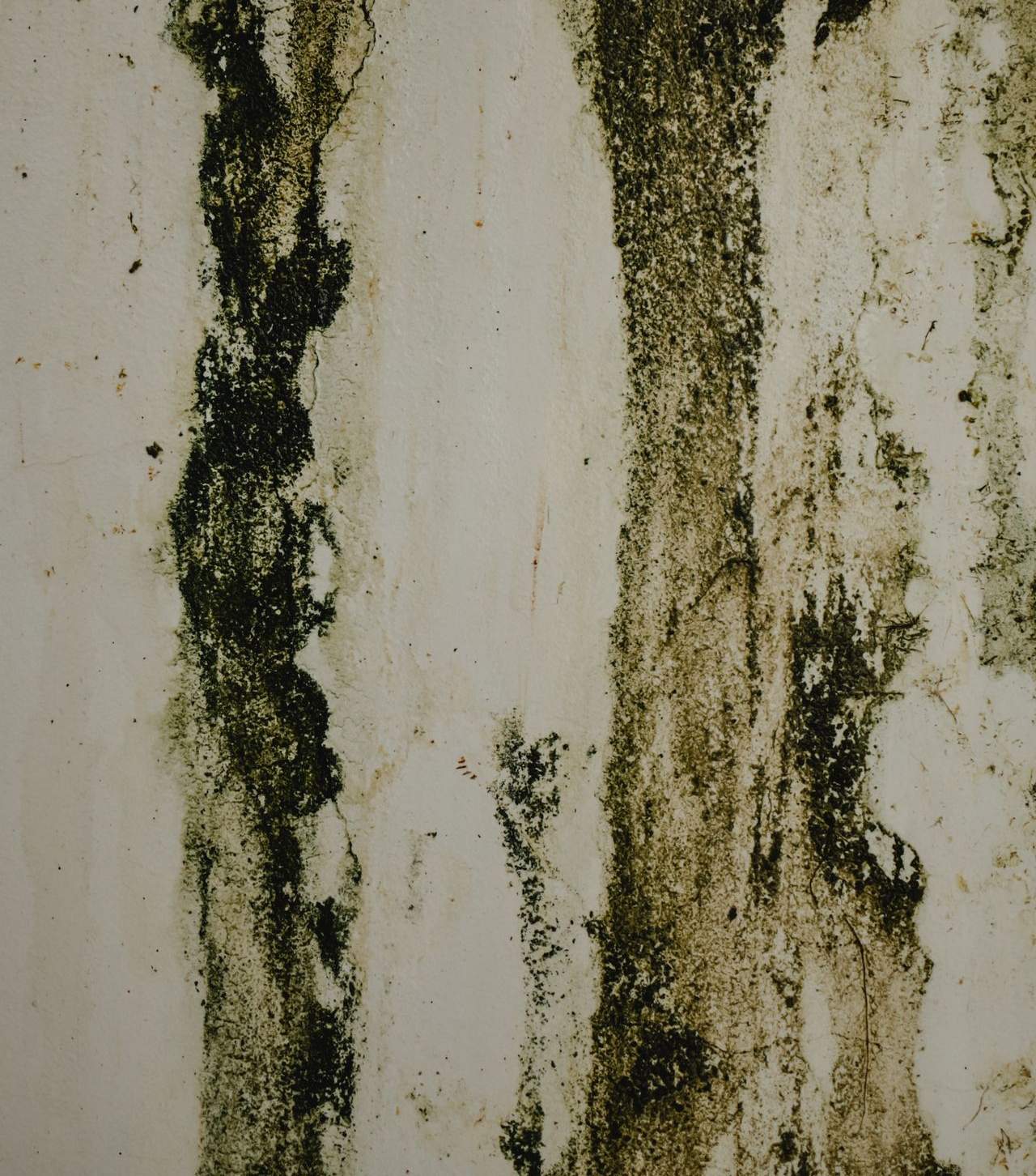 Attic Mold Removal