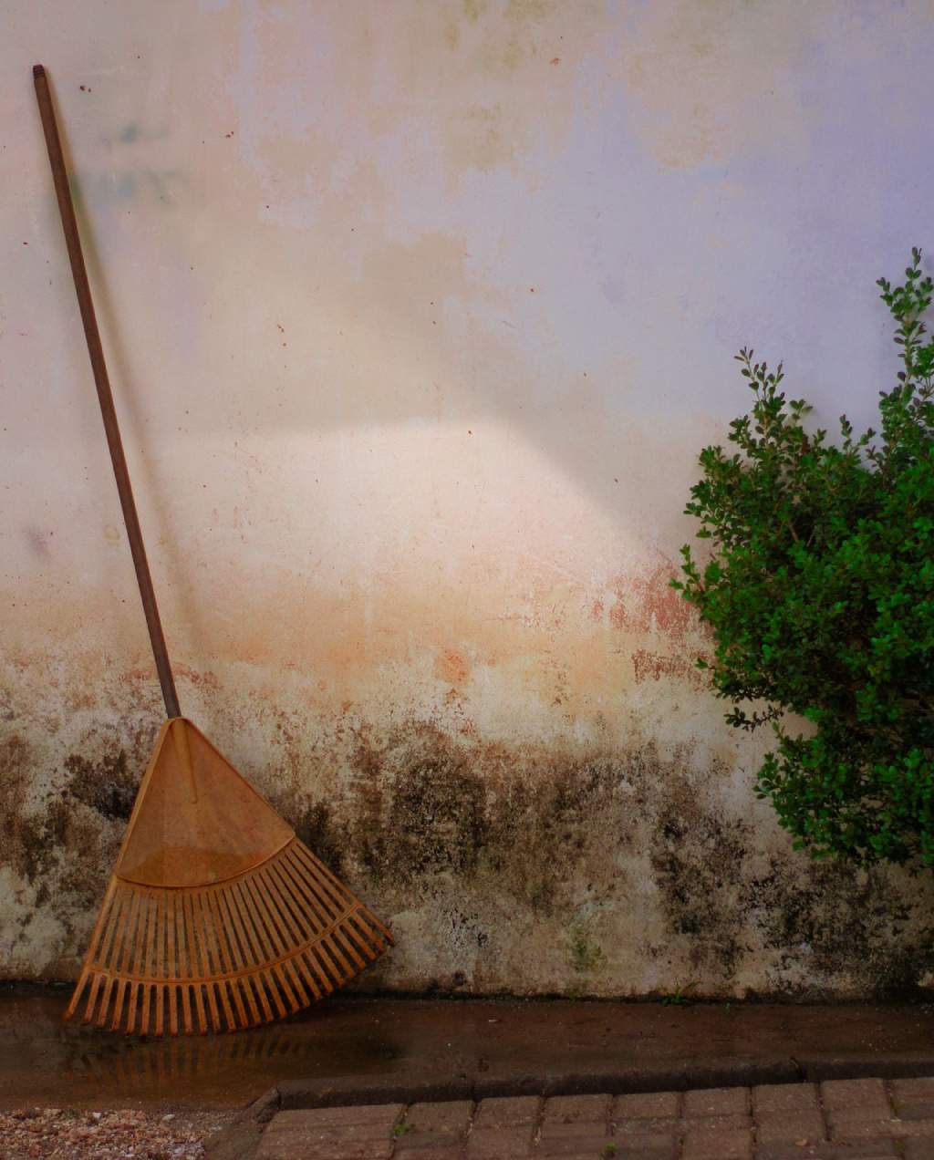 Signs You Have Mold