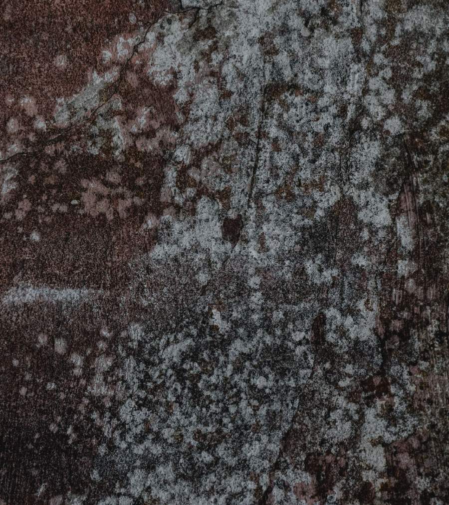 black mold removal